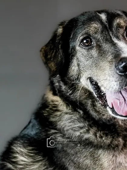 A handsome, brindle-coated dog with a happy pant. A classic, beautiful studio headshot.
