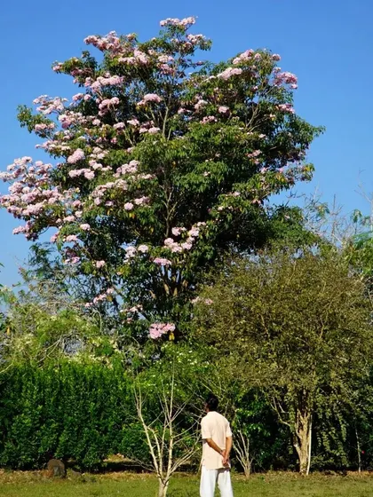 Captions for these will follow the same descriptive and serene tone, focusing on the specific flower, tree, or natural scene depicted and its connection to the ashram experience (e.g., "The Pink Trumpet tree in full bloom, a sign of spring at the ashram," "A lotus flower opens in the morning, just in time for meditation," "The sun's light filtering through the leaves, a reminder of the light within.").