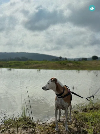 An alert Indie dog surveys the landscape at Muninagara Lake. These outings are perfect for building your dog's confidence in new environments.