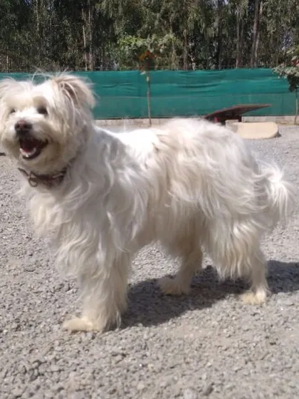 This fluffy white dog is all smiles. We ensure every pet on vacation with us feels right at home.