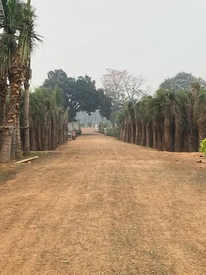 A view of our nursery, where we cultivate rows of healthy palms and other large trees, ready for landscaping projects of any scale.
