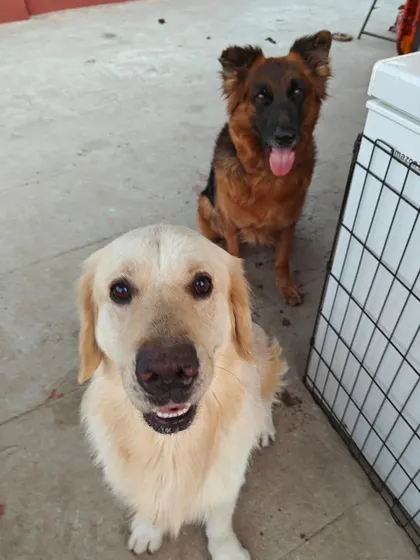 This Golden Retriever and German Shepherd are two of our happy guests. My open hosting system is perfect for extroverted, playful pooches, but it's important to choose a boarding style based on your dog's specific needs, not just your own preferences.