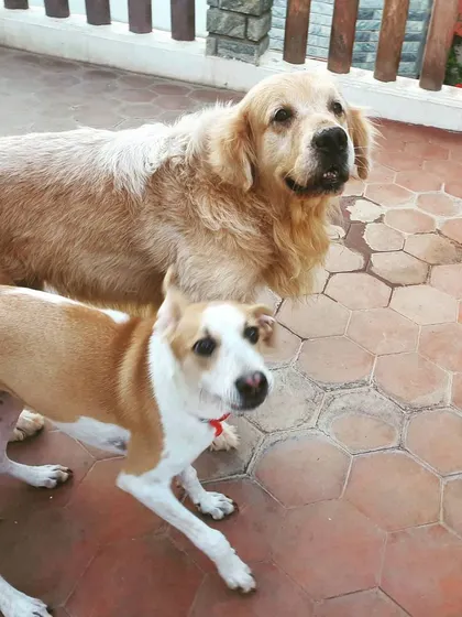 Oscar the Golden Retriever and Flash the indie pup enjoying a Sunday evening. My pack includes dogs of all backgrounds, creating a rich learning environment.