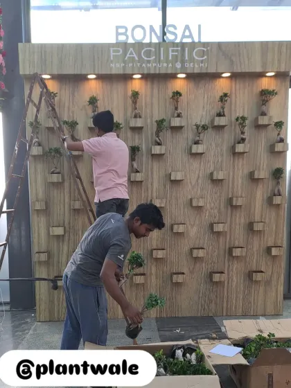 Our team meticulously places each bonsai tree into its designated slot, demonstrating the hands-on care involved in this artistic installation.