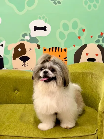 And here is the handsome Zara, looking dapper and fresh. We ensure every pet gets a cut that suits their breed and personality.