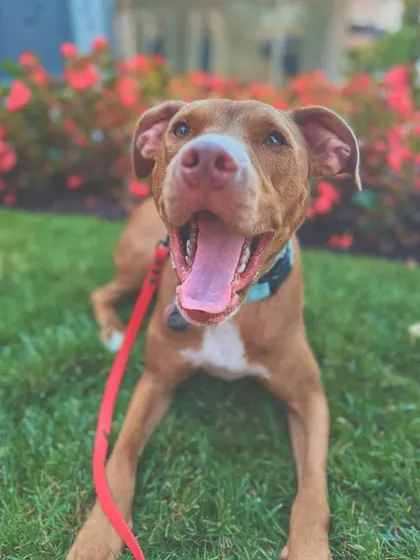 Adopt Lazlo. This 1.5-year-old Pittie Mix was brought to us because he was super reactive at adoption events. We've worked through this, and he's a total sweetheart.