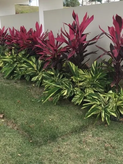 I use color and texture to create dynamic garden beds. This design features vibrant red Cordyline plants layered with variegated Song of India, providing year-round visual appeal next to a healthy lawn.