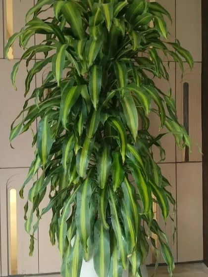 A closer look at the magnificent Dracaena plant. Its lush, full foliage makes it a perfect standalone feature in any large room, providing beauty and cleaner air.