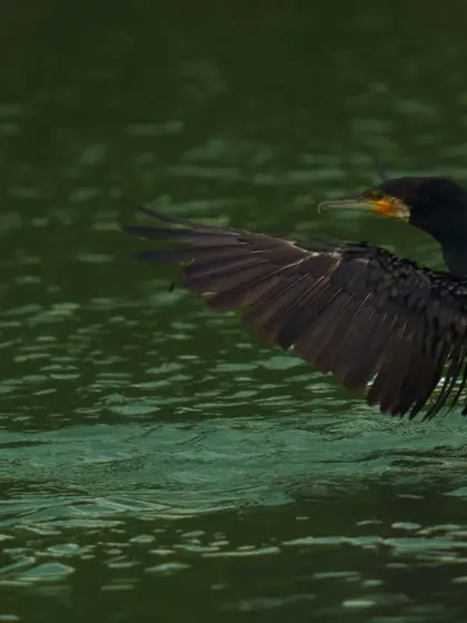 A Great Cormorant spreads its wings to dry them while sitting in the water.