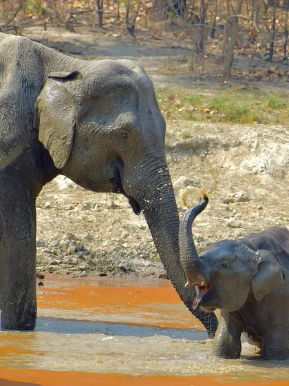 The baby elephant raises its trunk with excitement while playing in the water. It's a shot full of life and energy.
