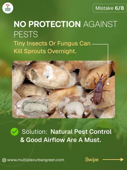 One common reason seeds fail is a lack of protection against pests. Tiny insects or fungus can kill new sprouts overnight, which is why using natural pest control and ensuring good airflow is a must for young plants.