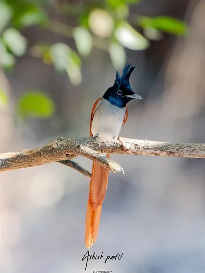 The Indian Paradise Flycatcher, a bird that truly lives up to its name. This shot was taken with a shallow depth of field to make the bird pop from the background.