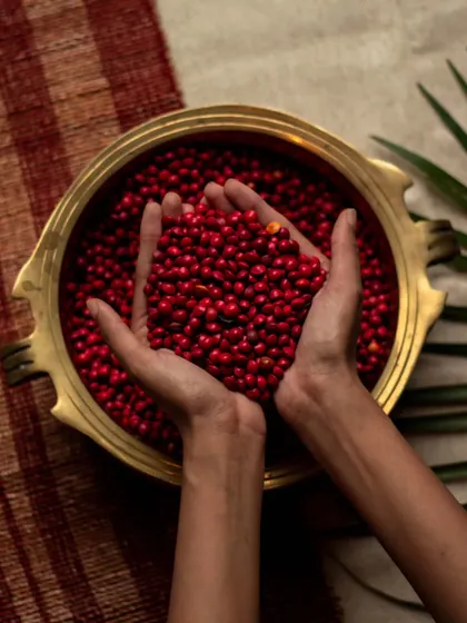 A bowl of Manjadikuru seeds, the direct inspiration for our Manjadi chair. The vibrant red color and smooth tactility of these seeds are elements we've woven into the design to create an interactive and memorable piece of furniture.