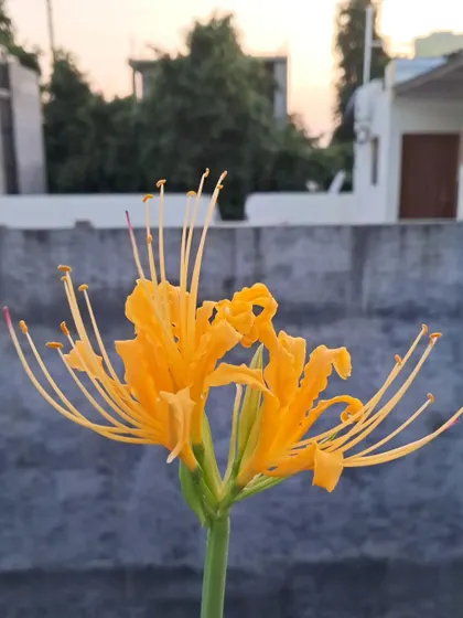 A final shot of the beautiful Lycoris Lily.