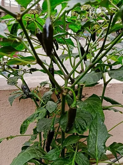 Even spicy chilies can be grown easily in pots on a balcony or terrace. This plant is loaded with dark, flavorful chilies, ready to be picked and added to meals.