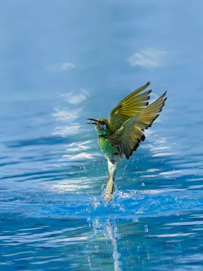A green bee-eater emerges from the water with a splash. These birds sometimes dive to catch insects or to bathe, and capturing that moment is always exciting.