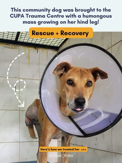 This community dog was brought in with a massive tumor on her hind leg. This is her 'after' photo, post-surgery, showing a successful recovery.