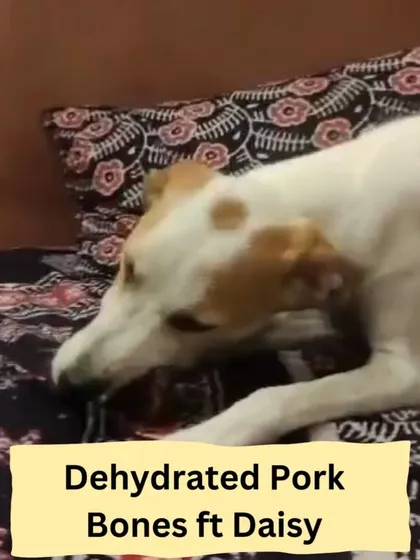 Meet Daisy enjoying our new Dehydrated Pork Bones! These bones are fantastic for mental stimulation and dental health, helping to clean teeth and massage gums naturally.