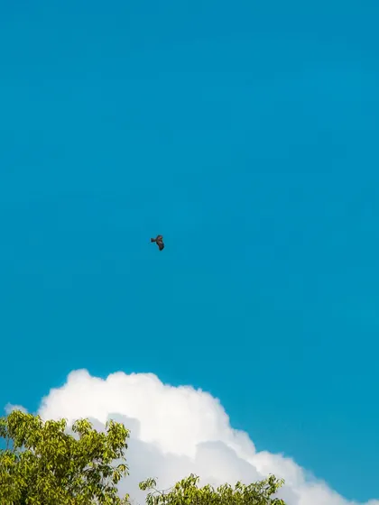 A bird flying in a bright blue sky. The preset makes the sky an intense, almost surreal blue.