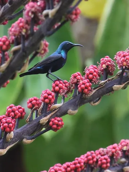 A purple sunbird rests on a branch of bright red berries. The diverse wildlife at our retreat is a sign of a healthy, thriving ecosystem, which contributes to the healing energy of the place.