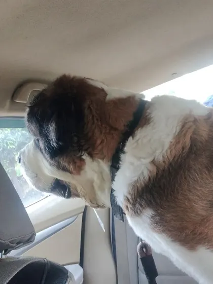 Dropped this gentle giant Joey, the Saint Bernard, from Gurgaon to Noida early in the morning.