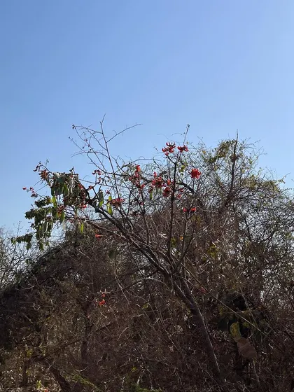 This flowering tree is an amazing source of natural orange color. Do you know which one it is? Discovering local sources of dye is part of the adventure of my work.