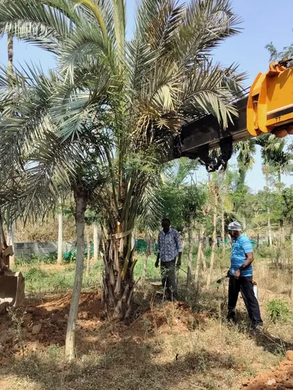 Our ground crew prepares a date palm for lifting. This involves both manual work and the application of treatments to ensure the root system remains healthy during the move.