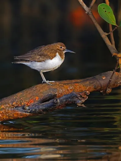 A Common Sandpiper stands on a log at the water's edge, its reflection shimmering below. The dark, moody lighting creates a serene and atmospheric scene.