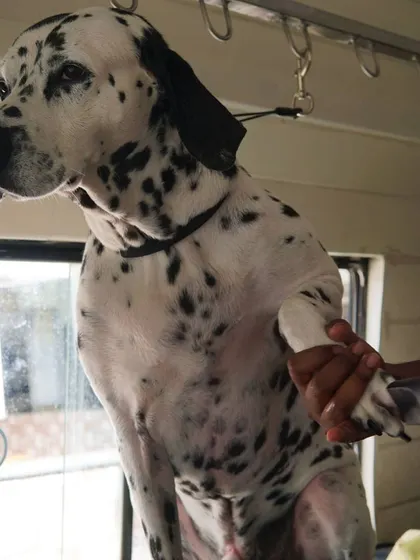 Building trust is the most important part of our job. This handsome Dalmatian, Chico, was an absolute champ, even offering a handshake during his nail trim. We always work at your pet's pace.