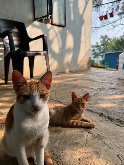 My internship wasn't just about dogs. I also got to spend time with these cool cats, expanding my experience with feline friends.