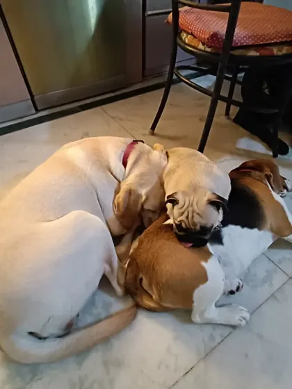 A triple-decker cuddle! Luna the Lab, Borris the Beagle, and Gundumani the Pug have all snuggled up together for a nap. This is what a happy, mixed pack looks like.