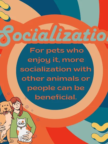 For pets who enjoy it, increased socialization with other animals and people can be incredibly beneficial for their confidence and happiness.