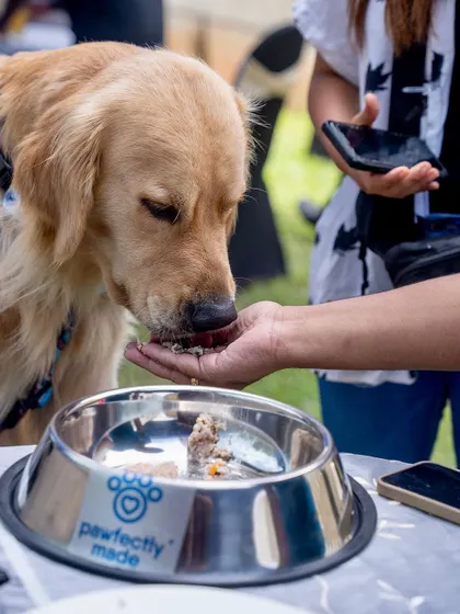 There's nothing like getting a taste of fresh food right from the source! A golden retriever enjoying a sample at our event.