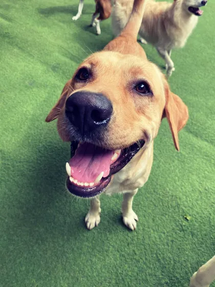 A happy, up-close hello from one of our sweet Labrador guests. This is the kind of joy we aim to create every day.