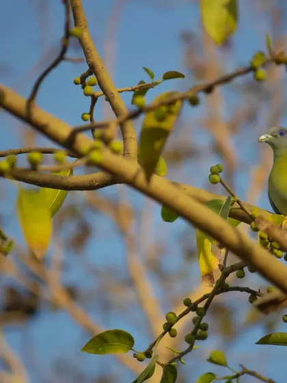 Another shot of the Yellow-footed Green Pigeon, perfectly camouflaged among the green leaves and figs.