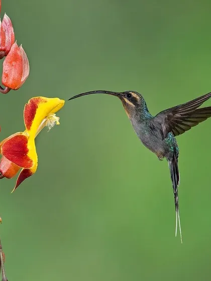 A long-billed hummingbird, the Green Hermit, uses its specialized beak to access nectar deep within a flower.