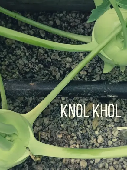 Knol Khol, also known as German turnip, is another one of the 60+ crops we have successfully grown. Its crisp texture and mild flavor make it a unique addition to our list.