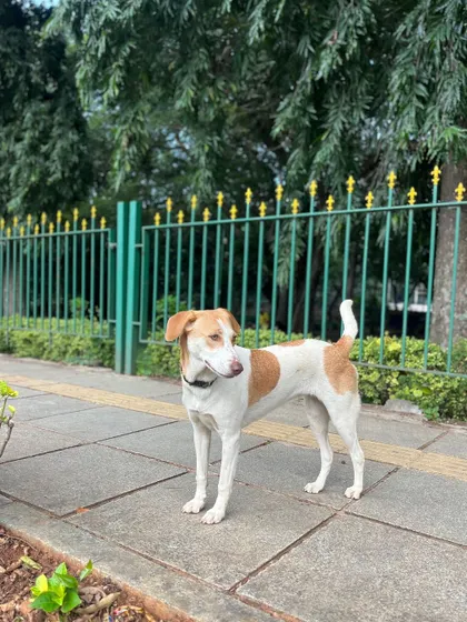 Posing like a pro. This handsome dog knows his best angles and is a natural in front of the camera.