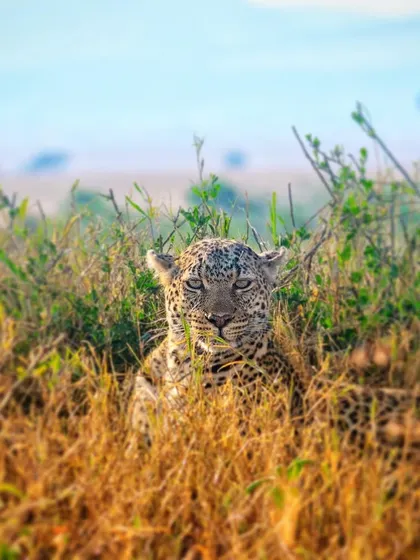 A leopard peers through the tall grass of the Masai Mara. Though this was taken in Africa, I'm including it here to show the adaptability of leopards across different continents.