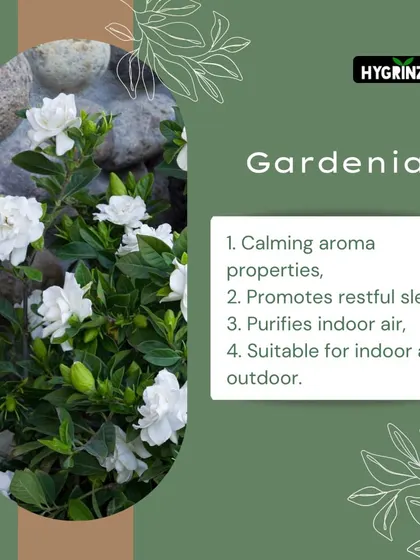 The Gardenia flower has a calming aroma that can promote restful sleep. It's a beautiful plant that can be grown both indoors and outdoors.