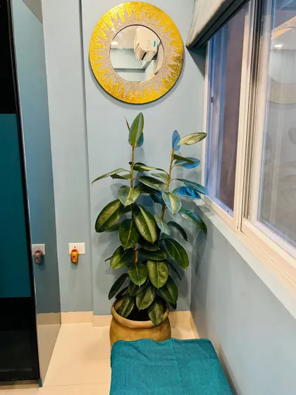 This Ficus plant, placed in a corner by the window, gets just the right amount of light. The blue wall makes its green leaves pop, creating a beautiful color combination.
