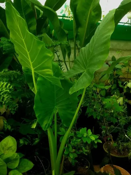 Another view from my nursery, showing the impressive scale of Alocasia plants. These are perfect for filling a corner with lush, green foliage and creating an instant jungle vibe indoors.