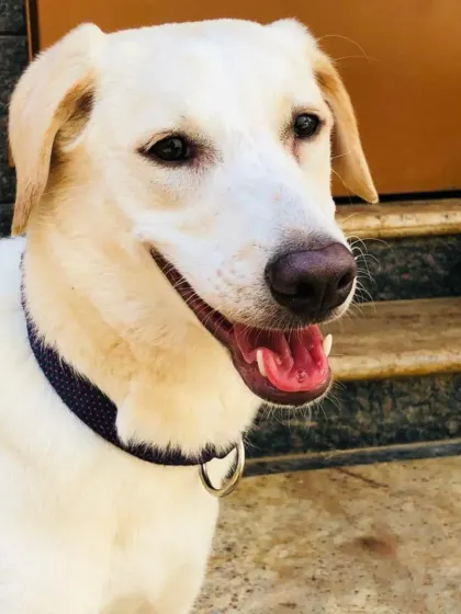 This beautiful, light colored Indie has a smile that can brighten anyone's day. She is gentle, friendly, and loves meeting new people.