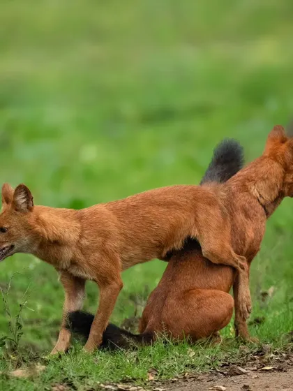 The dhole acrobatics continue, showing their incredible agility and the playful energy that is often on display when the pack is relaxed.
