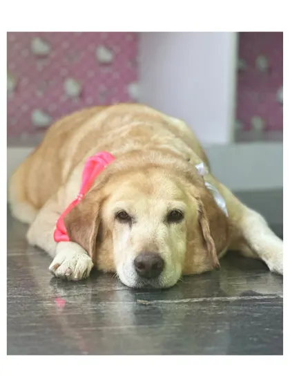 The soulful eyes of a senior dog. Maya is completely relaxed after her spa day, which is my ultimate goal for every senior pet I groom.