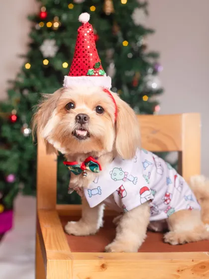This little dog is the star on top of the Christmas tree. Dressed in a Santa hat and a festive shirt, he’s ready for his close-up.