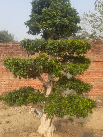 A well-shaped Ficus bonsai tree planted on-site. Even against a simple brick wall, its unique form stands out, making it a great choice for outdoor landscaping.