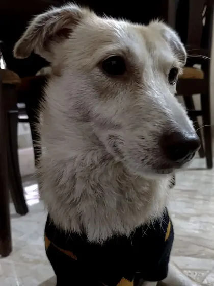 A sweet portrait of Ginny. I have experience with small dog breeds and understand their unique needs.