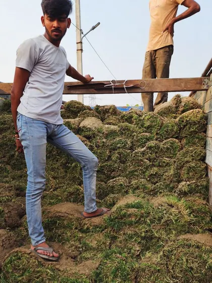 A worker stands proudly on a truck full of freshly harvested turf, ready for delivery.