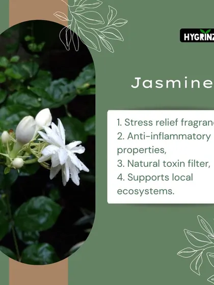 Jasmine is known for its stress-relieving fragrance and anti-inflammatory properties. It's a natural toxin filter that also supports local ecosystems.